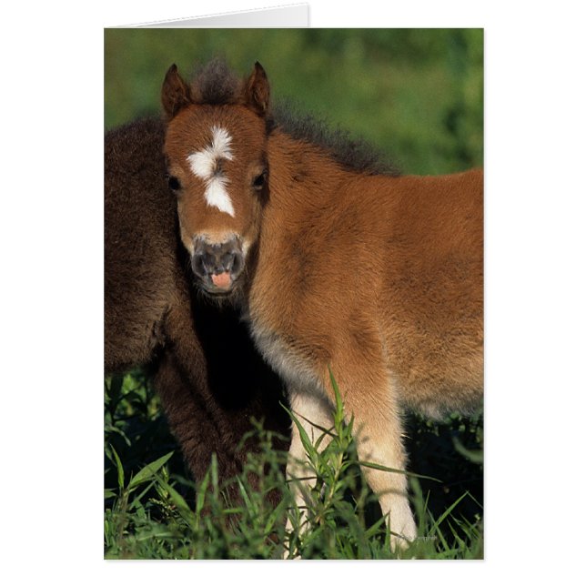 Miniature Foals in Grass (Front)