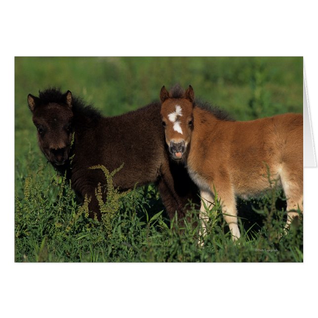 Miniature Foals in Grass (Front Horizontal)