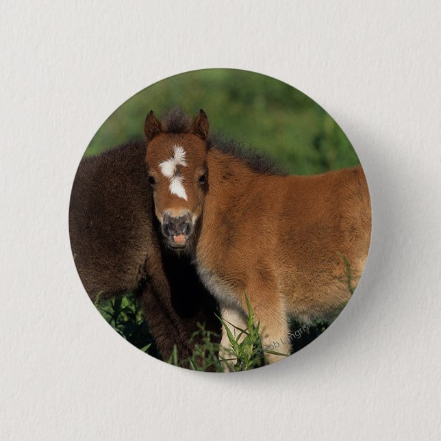 Miniature Foals in Grass 2 Inch Round Button (Front)