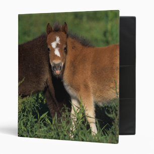 Miniature Foals in Grass Binder