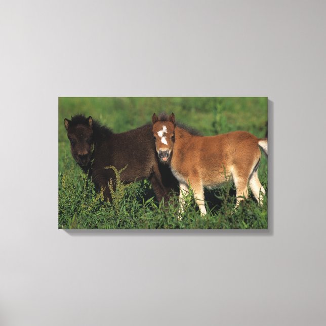 Miniature Foals in Grass Canvas Print (Front)