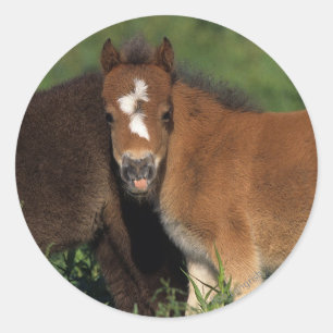 Miniature Foals in Grass Classic Round Sticker