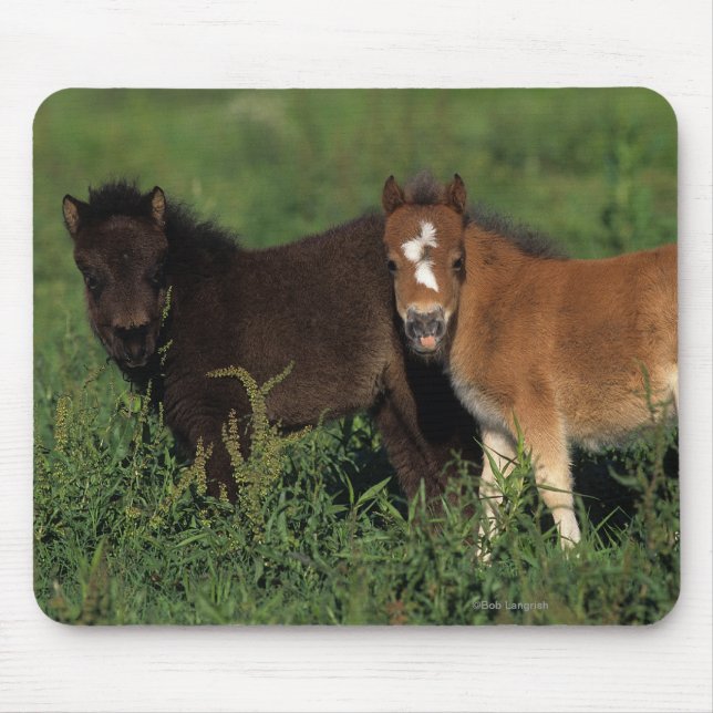Miniature Foals in Grass Mouse Pad (Front)