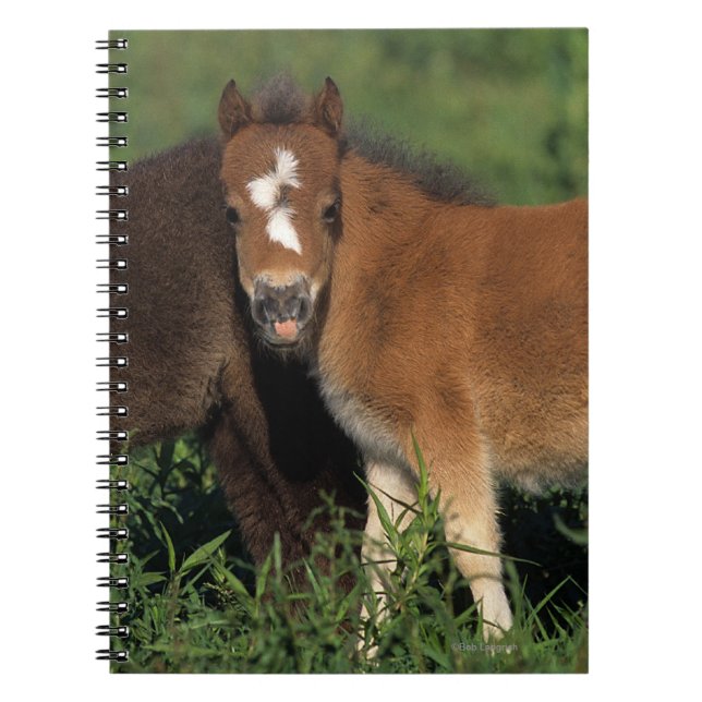 Miniature Foals in Grass Notebook (Front)