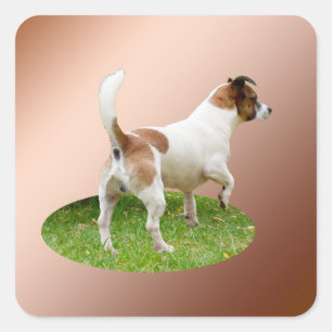Miniature Fox Terrier Alert, Square Stickers