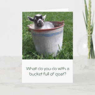 Miniature Goat in a Bucket Greeting Card