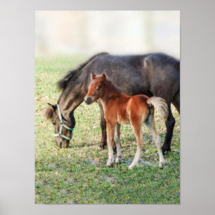 Miniature Horse Foal - Customized Colt & Filly Poster