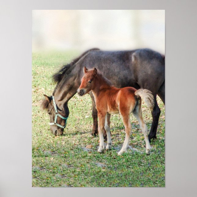 Miniature Horse Foal - Customized Colt & Filly Poster (Front)