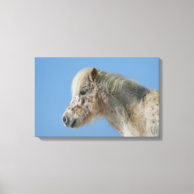 Miniature Horse Headshot Canvas Print (Front)