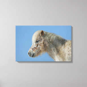 Miniature Horse Headshot Canvas Print