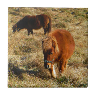 miniature Horse ponies Tile