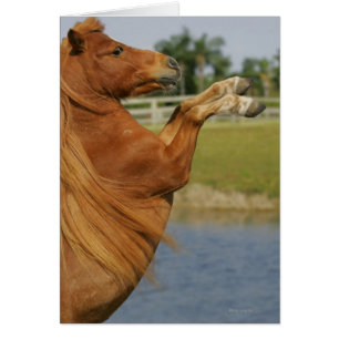 Miniature Horse Rearing