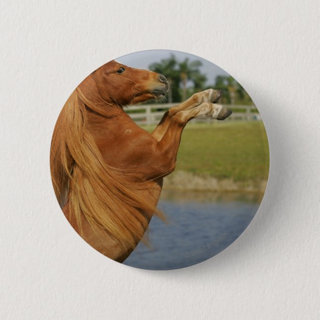 Miniature Horse Rearing 2 Inch Round Button (Front)