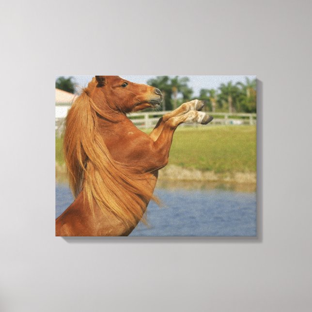 Miniature Horse Rearing Canvas Print (Front)