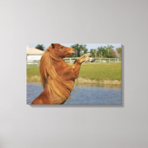 Miniature Horse Rearing Canvas Print