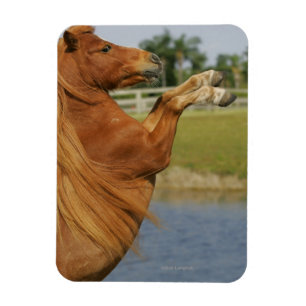 Miniature Horse Rearing Magnet