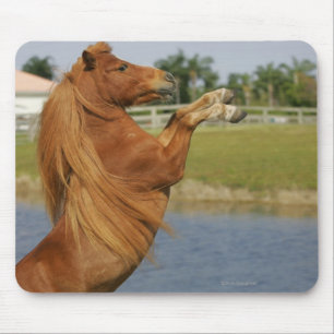 Miniature Horse Rearing Mouse Pad