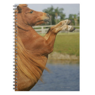Miniature Horse Rearing Notebook