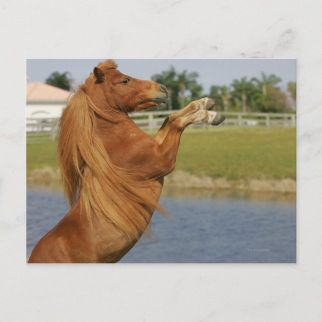 Miniature Horse Rearing Postcard (Front)
