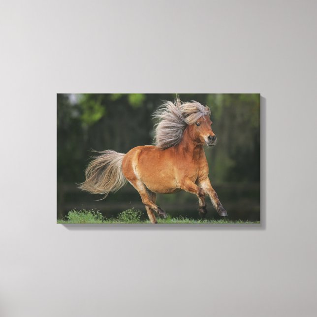 Miniature Horse Running Canvas Print (Front)