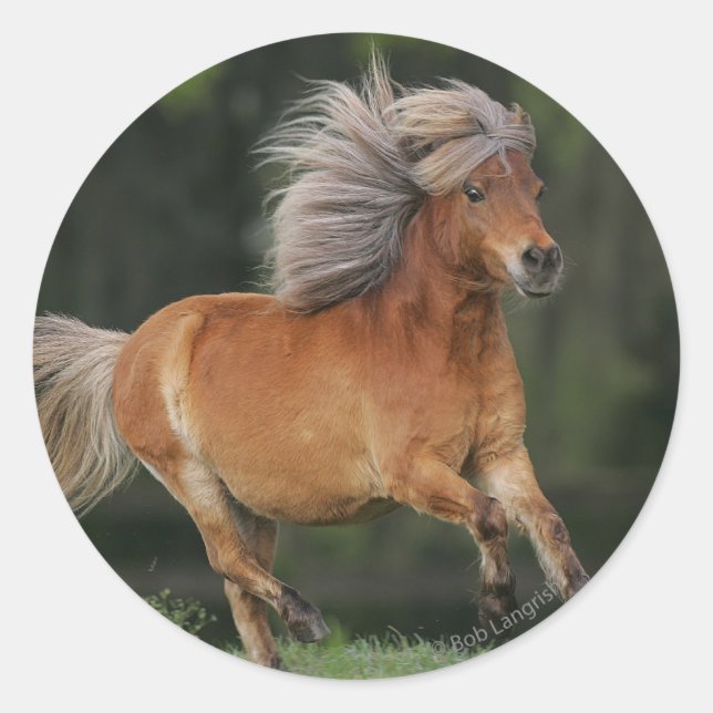 Miniature Horse Running Classic Round Sticker (Front)