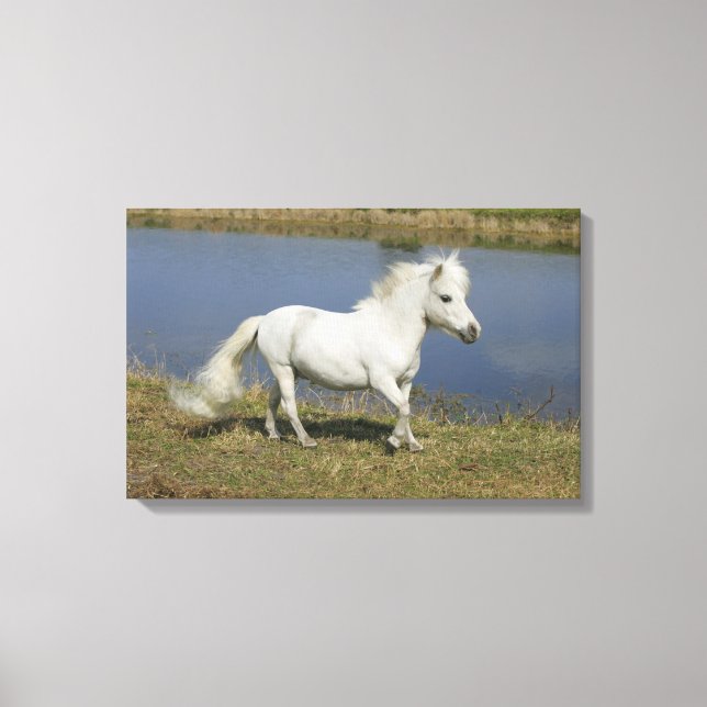 Miniature Horse Running Near Water Canvas Print (Front)