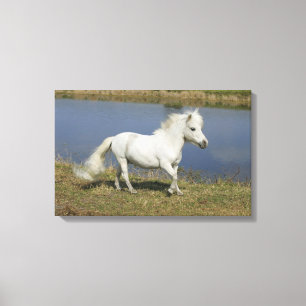 Miniature Horse Running Near Water Canvas Print