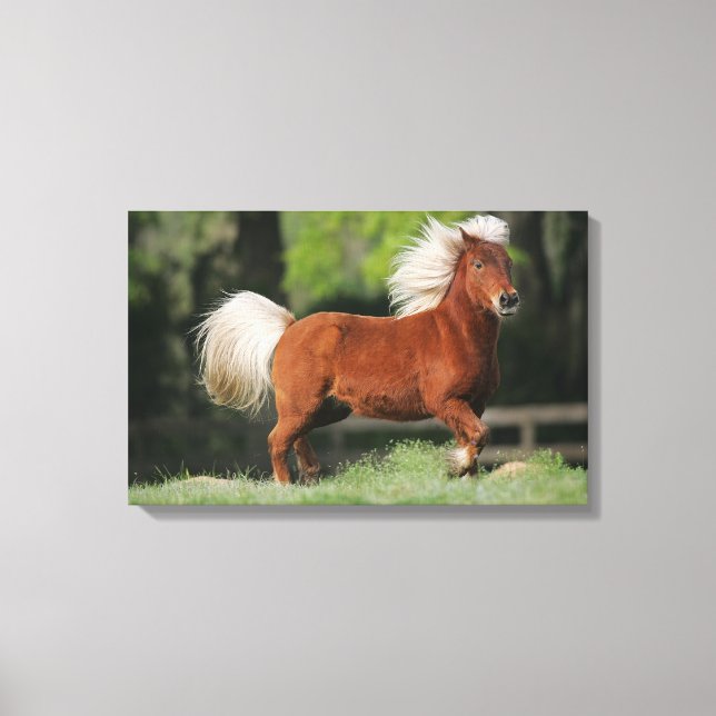 Miniature Horse Standing Canvas Print (Front)