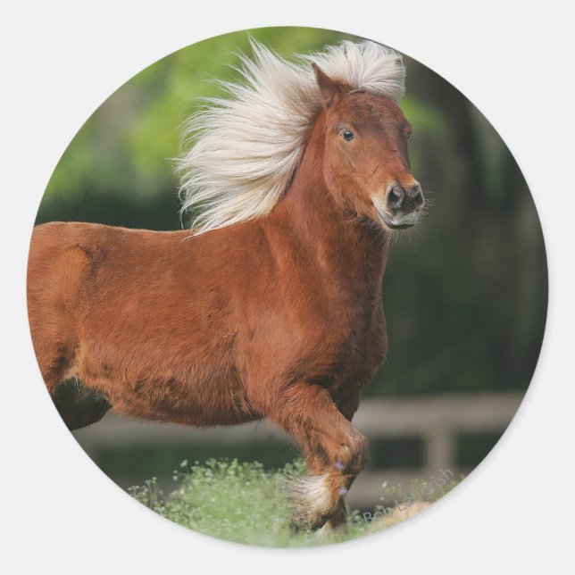 Miniature Horse Standing Classic Round Sticker (Front)
