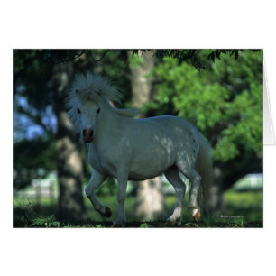 Miniature Horse Standing in the Trees