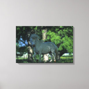 Miniature Horse Standing in the Trees Canvas Print