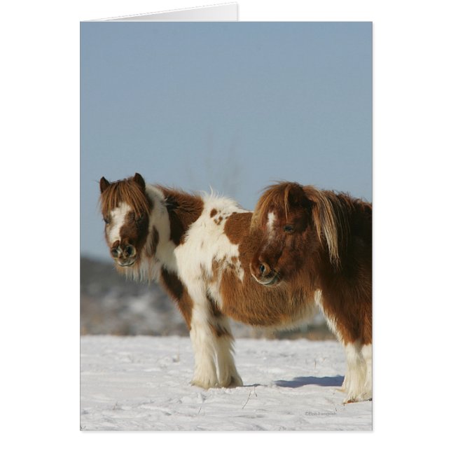Miniature Horses Standing in the Snow (Front)