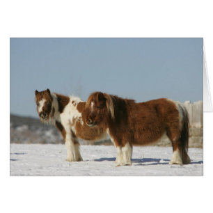 Miniature Horses Standing in the Snow