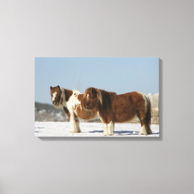Miniature Horses Standing in the Snow Canvas Print (Front)