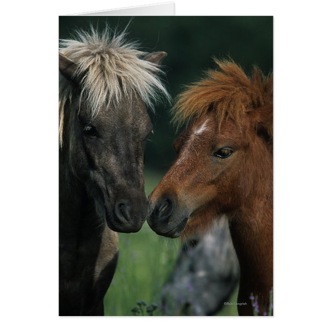 Miniature Horses Touching (Front)