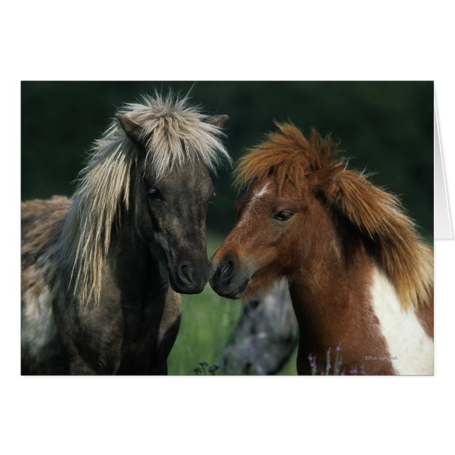 Miniature Horses Touching (Front Horizontal)