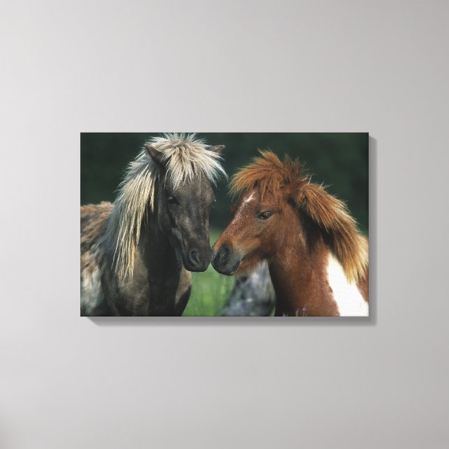 Miniature Horses Touching Canvas Print (Front)