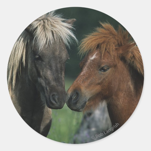 Miniature Horses Touching Classic Round Sticker (Front)