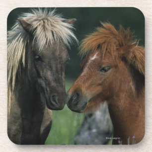 Miniature Horses Touching Coaster