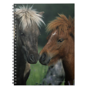 Miniature Horses Touching Notebook