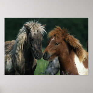 Miniature Horses Touching Poster