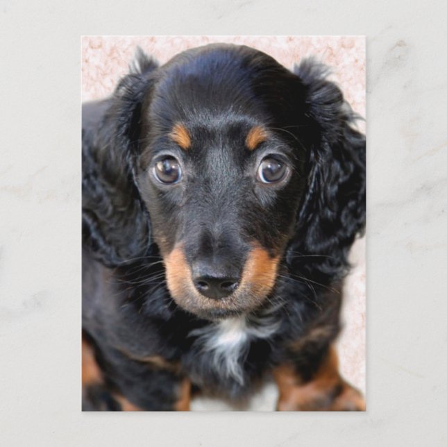 Miniature Long-Haired Dachshund Postcard (Front)