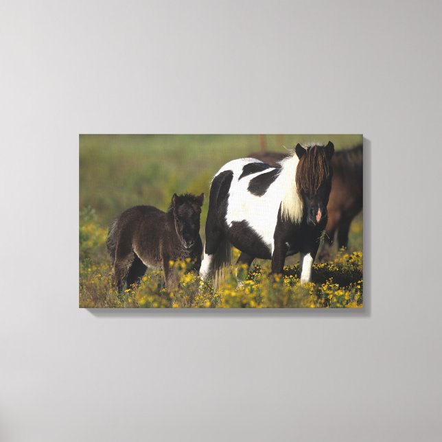 Miniature Mare & Foal in the Flowers Canvas Print (Front)