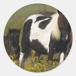 Miniature Mare & Foal in the Flowers Classic Round Sticker