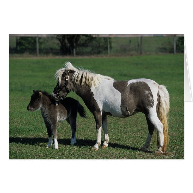 Miniature Mare & Foal Standing (Front Horizontal)