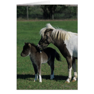 Miniature Mare & Foal Standing
