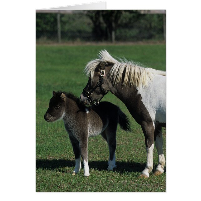 Miniature Mare & Foal Standing (Front)