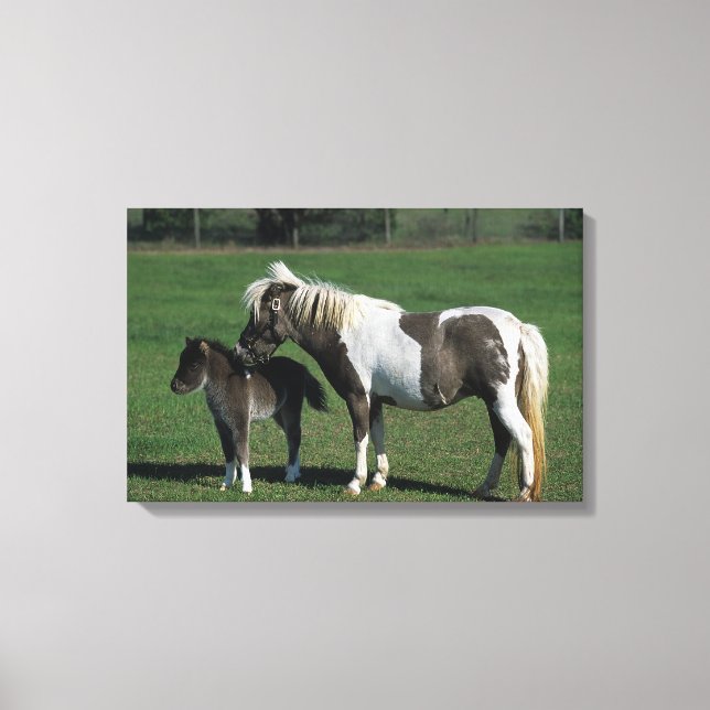 Miniature Mare & Foal Standing Canvas Print (Front)