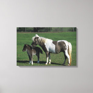 Miniature Mare & Foal Standing Canvas Print