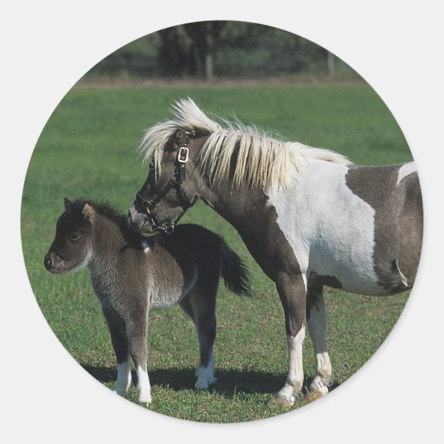 Miniature Mare & Foal Standing Classic Round Sticker (Front)